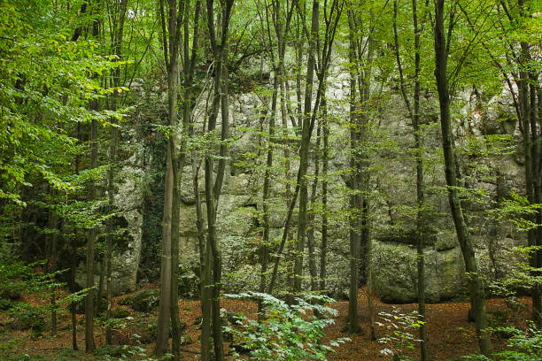 Autumn Landscape. Picturesque rock in the forest.
