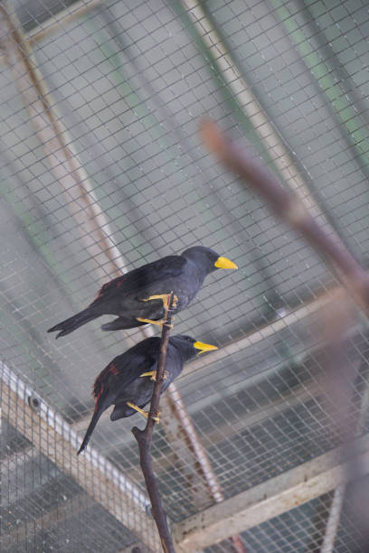Close-up of common myna bird resting on branch.