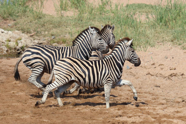 istock Steppenzebra / Burchell's zebra / Equus quagga burchellii 2201089361