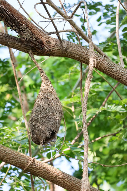 istock Close up nest bird from leaf dry in nature garden on tree 2201089553