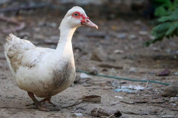 istock The white Muscovy Duck is stay in nature garden 2201089556