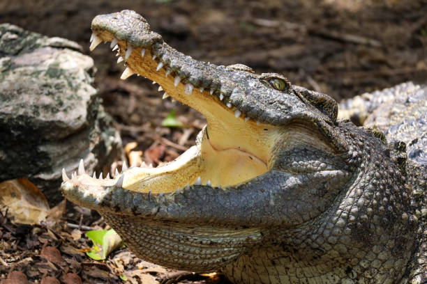 istock Close up crocodile is action show head 2201089713