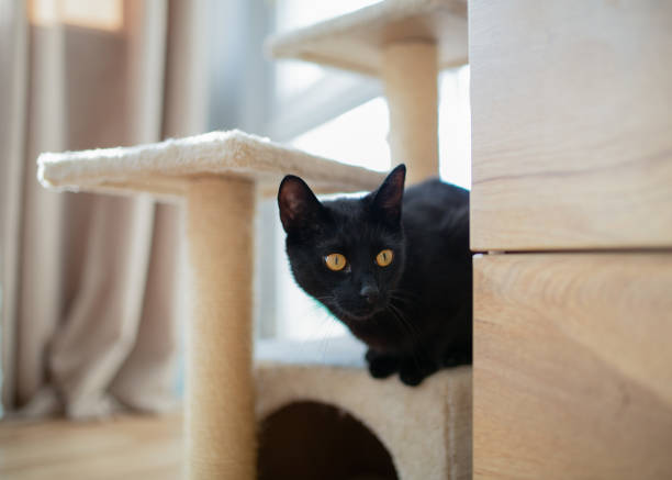 istock A black cat is resting in a cat house with a scratching post, creating a cozy atmosphere. Perfect for themes about pets, cat care, comfort, and a safe space for animals. 2201091575