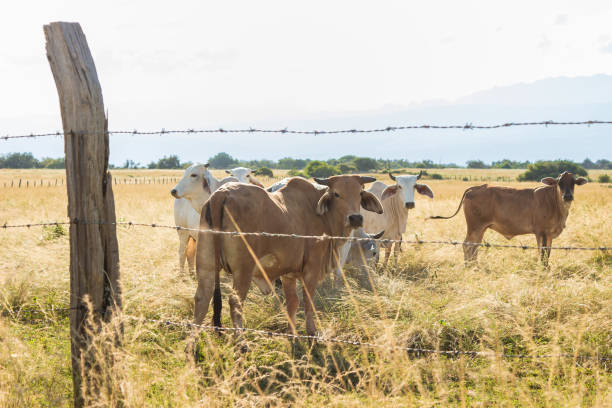 istock Cattle in a rural area in Colombia 2201092184