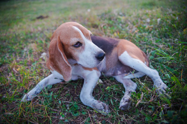 istock Beagle Dog Lying on Grass in a Tranquil Outdoor Setting 2201092737