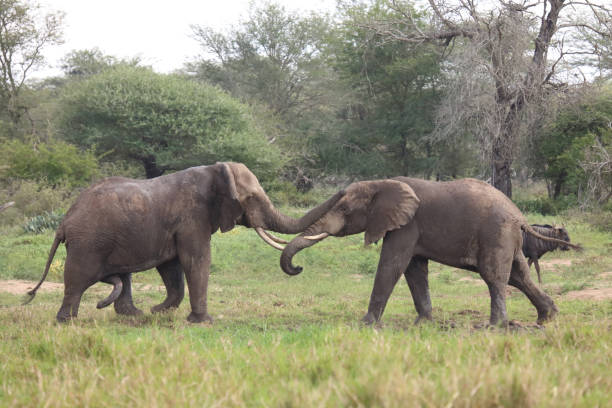 istock Afrikanischer Elefant / African elephant / Loxodonta africana 2201093115
