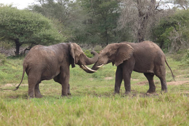 istock Afrikanischer Elefant / African elephant / Loxodonta africana 2201093157