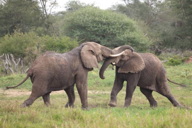 istock Afrikanischer Elefant / African elephant / Loxodonta africana 2201093164