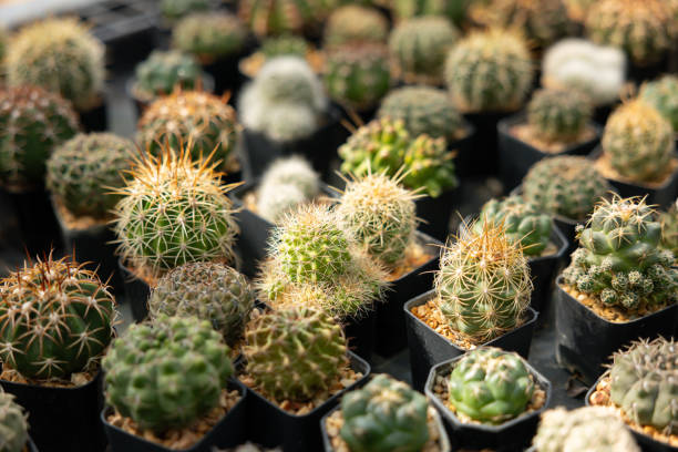 istock A bunch of cacti in black pots 2201093323