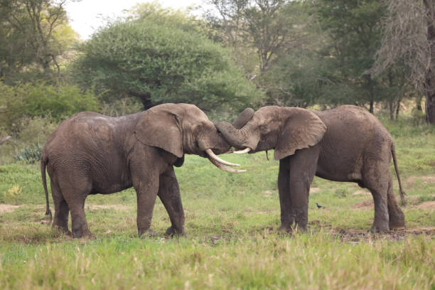 istock Afrikanischer Elefant / African elephant / Loxodonta africana 2201093327