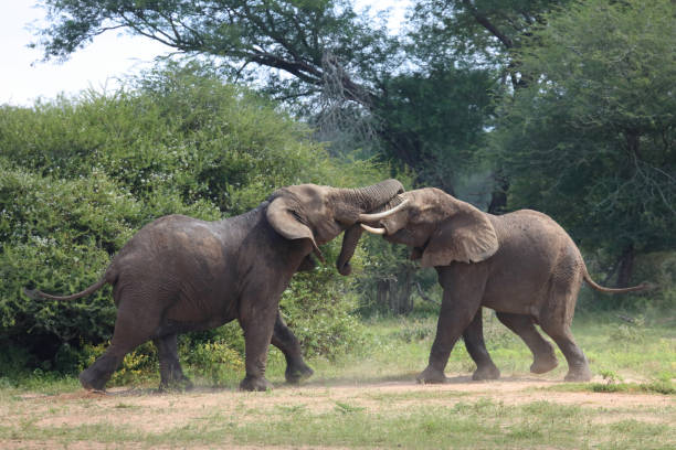 istock Afrikanischer Elefant / African elephant / Loxodonta africana 2201093446
