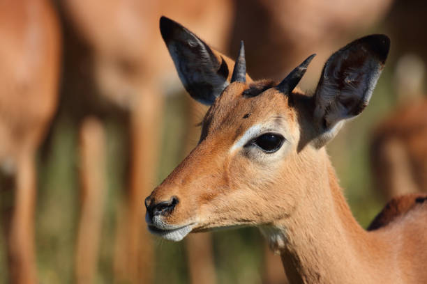Schwarzfersenantilope / Impala / Aepyceros melampus