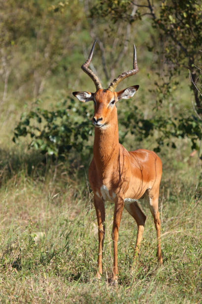 istock Schwarzfersenantilope / Impala / Aepyceros melampus 2201093927