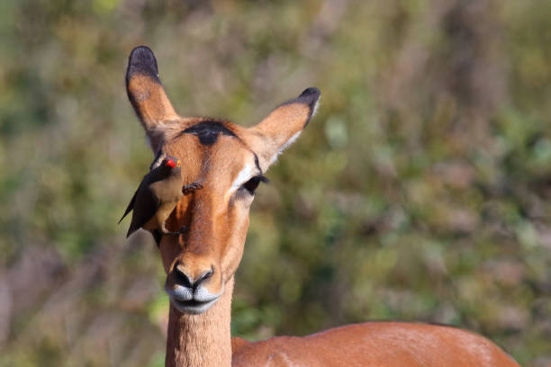 istock Schwarzfersenantilope und Rotschnabel-Madenhacker / Impala and Red-billed oxpecker / Aepyceros melampus et Buphagus erythrorhynchus 2201093929