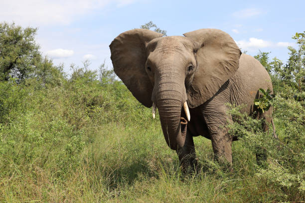istock Afrikanischer Elefant / African elephant / Loxodonta africana 2201094307