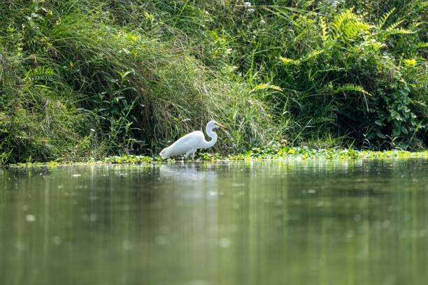 istock White Egret by a Lush Riverbank 2201096391