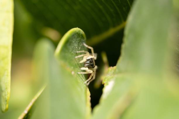 A close-up of a tiny jumping spider on a green leaf, showcasing its intricate details and natural habitat.