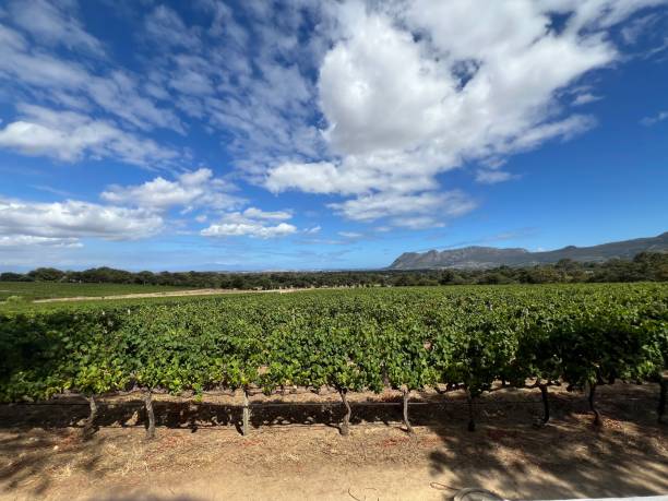 istock Vineyard overlooking False Bay in Cape Town South Africa 2201096461