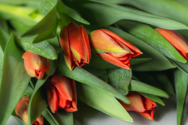 Fresh tulips close-up. Spring floral background. Selective focus.