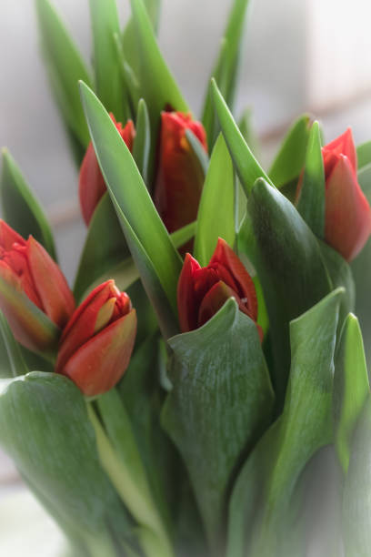 A close-up of a single red tulip flower in a pot, showcasing its vibrant petals and green leaves.