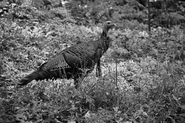 Male wild turkey in fall meadow, black and white, rural Connecticut