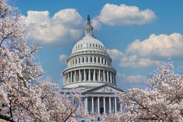 Cherry blossoms and US Capitol Building in Washington DC