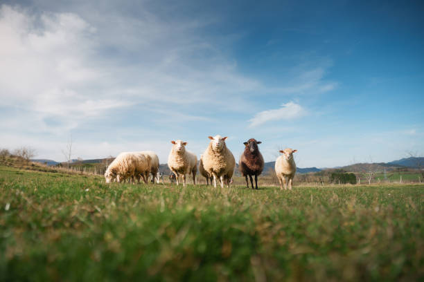 Group of sheep grazing in a green meadow on a sunny day, celebrating international workers' day