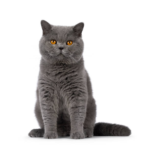 istock British Shorthair cat on white background 2201098390