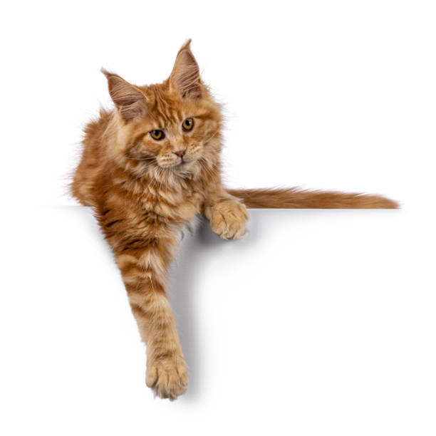 istock Maine Coon cat kitten on white background 2201098428