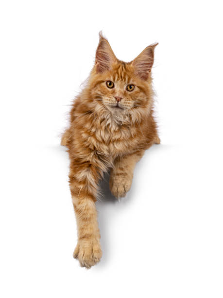 istock Maine Coon cat kitten on white background 2201098470