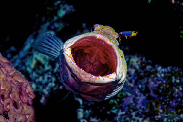 Tiger grouper (Mycteroperca tigris) with wide open mouth during cleaning station in Little Cayman island reef  (Cayman Islands)