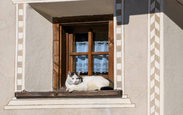 Red cat on the farm...