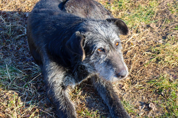 istock A black dog with a gray muzzle lies on the grass, looking up. The dog is medium-sized, with short fur and expressive eyes. The grass around it is yellow and dry, possibly due to winter or drought. 2201100239