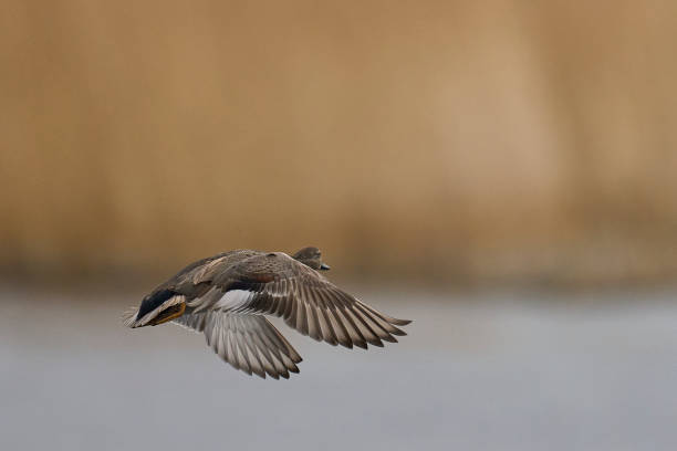 istock Gadwall coming in to land 2201101241