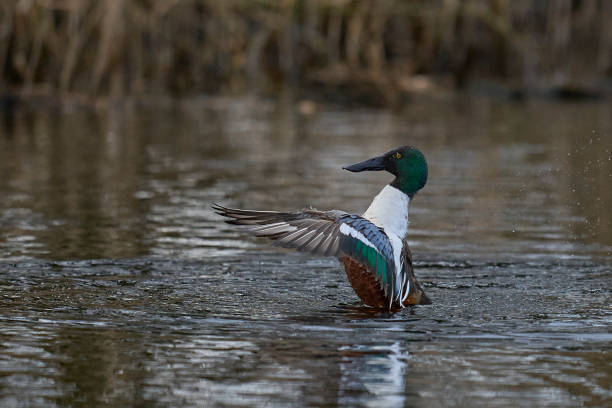 istock Male Shoveler flapping its wings 2201101446