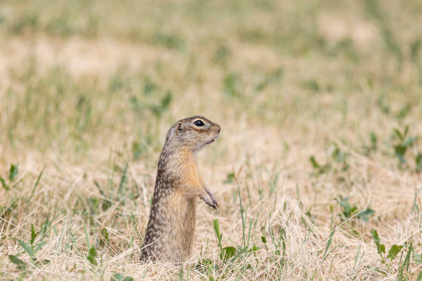 istock Gopher stands in the grass on a summer day close up 2201105476