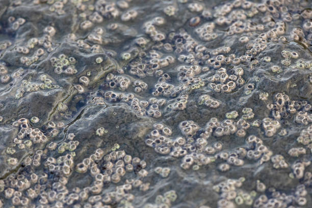 Large colony of Balanus on a rock, close-up