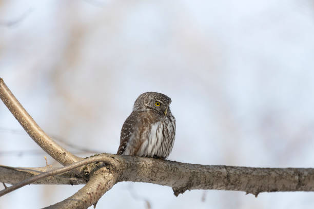 istock Eurasian pygmy owl sitting on a tree branch in winter day close up 2201106096