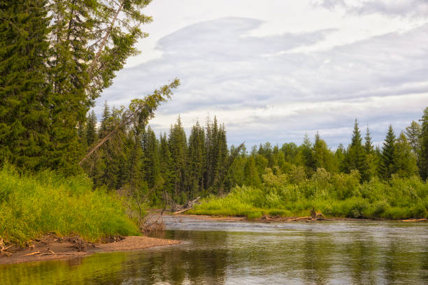 Summer landscape with river Azas. Russia. Siberia