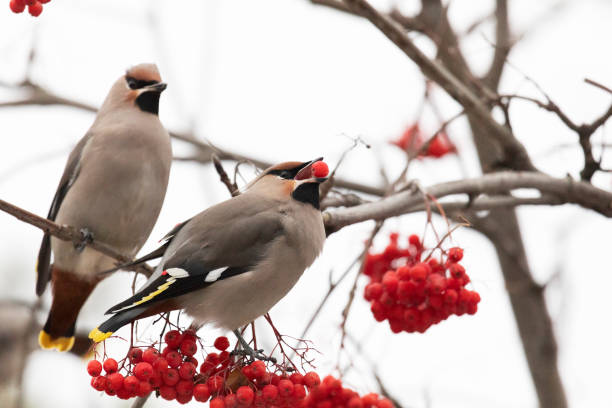istock Waxwing winter passerine bird feeding on berries close up 2201106174