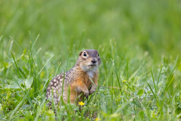 A series of Thirteen-Lined Ground Squirrel photographs from different places and from different time periods