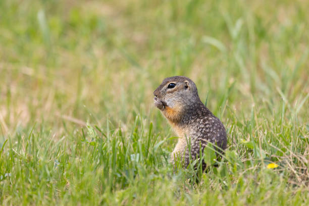 istock Gopher stands in the grass on a summer day close up 2201106219