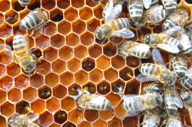 istock Honey bees on a honeycomb with pollen 2201106674