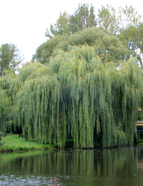 istock The weeping willow tree (Salix babylonica) adorns parks, squares, and ponds. 2201107129