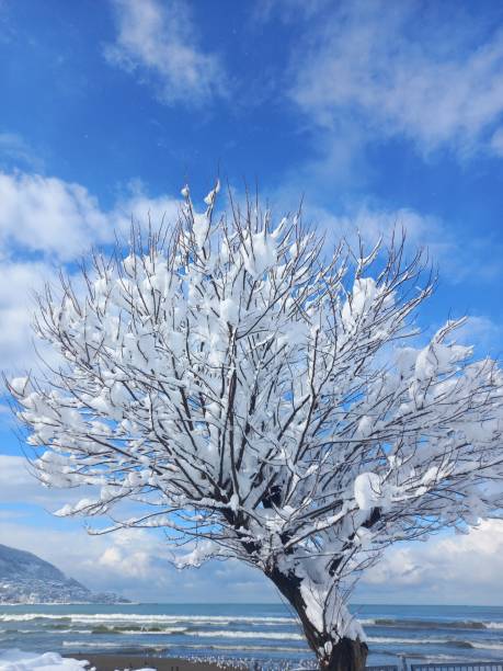 Black sea coast view in winter,  snowy day