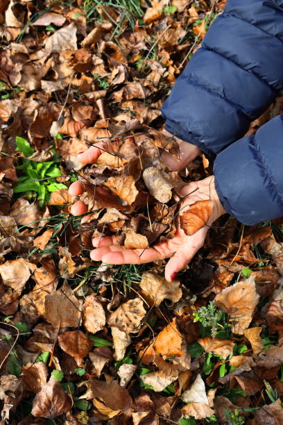 istock Hands of a woman picking leaves from a tree on the ground 2201110284