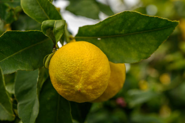 istock Lush lemon trees laden with ripe fruits basking in warm sunlight on a summer afternoon 2201110487