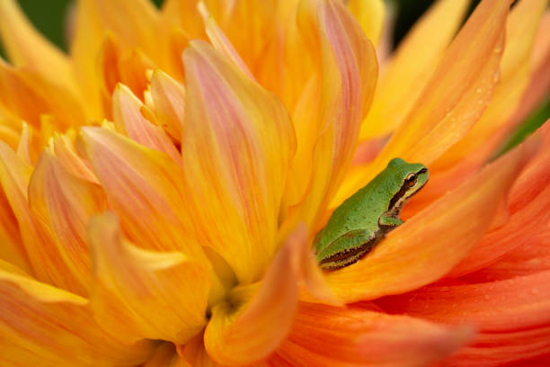 A tiny Pacific chorus tree frog rests between the petals of a vibrant, orange dahlia in late summer