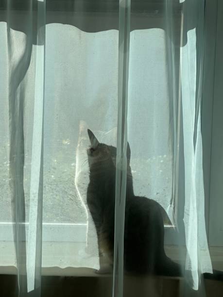 istock Sunlit Silhouette of a Curious Cat 2201110810