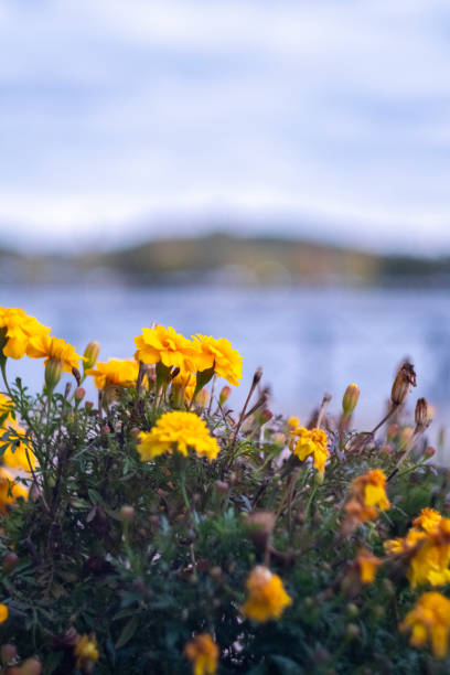 wildflowers